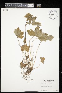 Ranunculus recurvatus image