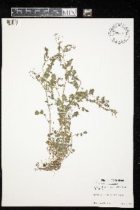 Cardamine pensylvanica image