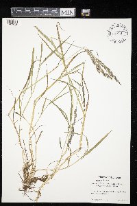 Agrostis gigantea image