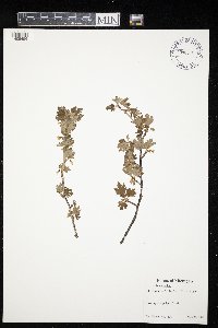 Ribes hirtellum image