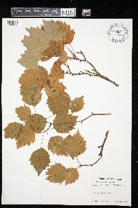 Crataegus macrosperma image