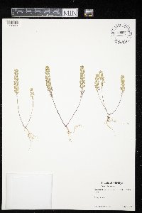 Alyssum alyssoides image