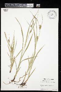 Carex houghtoniana image