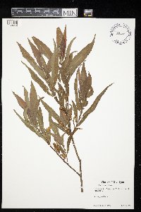 Salix eriocephala image