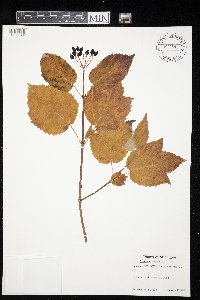 Viburnum acerifolium image