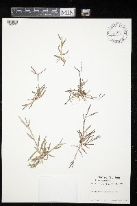 Digitaria ischaemum image