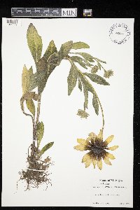 Rudbeckia hirta image