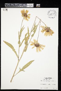 Image of Gaillardia grandiflora