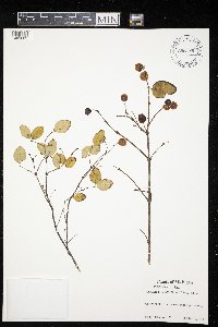 Symphoricarpos albus image