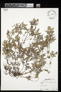 Geranium robertianum image