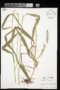 Elymus wiegandii image