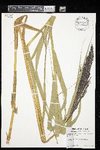 Phragmites australis image