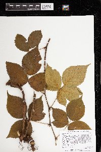 Rubus ithacanus image