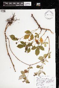 Rubus ithacanus image