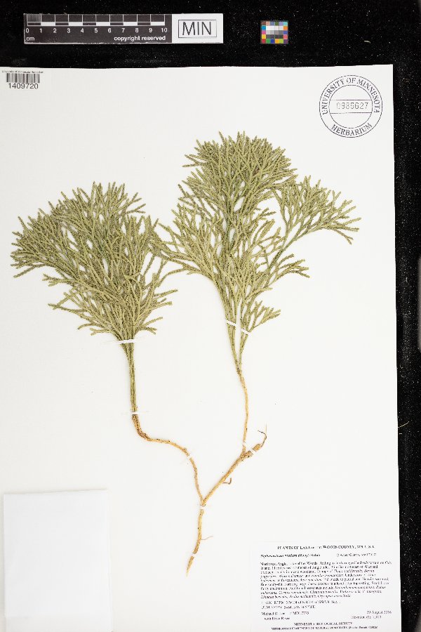 Lycopodium x zeilleri image