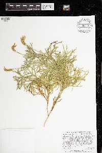 Lycopodium x zeilleri image