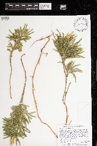 Dendrolycopodium dendroideum image