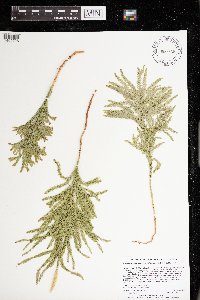 Dendrolycopodium hickeyi image