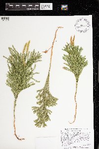 Dendrolycopodium dendroideum image