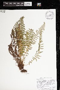 Dryopteris fragrans image