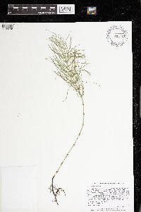 Equisetum pratense image