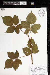 Rubus recurvans image