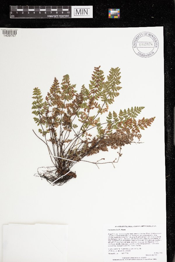 Cheilanthes feei image