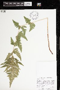 Dryopteris cristata image