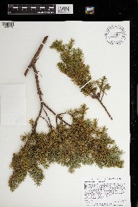 Juniperus communis image