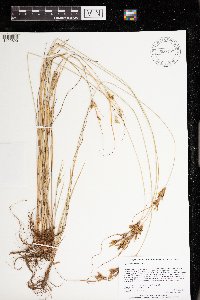 Cyperus schweinitzii image