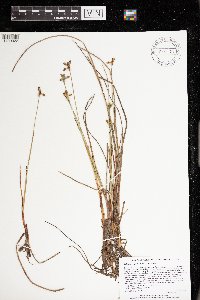 Eriophorum gracile image