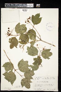 Viburnum opulus image