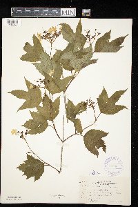 Viburnum opulus image