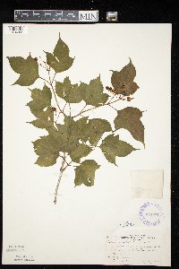 Viburnum opulus image