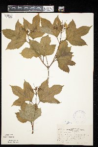 Viburnum opulus image