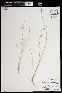 Eragrostis pectinacea image