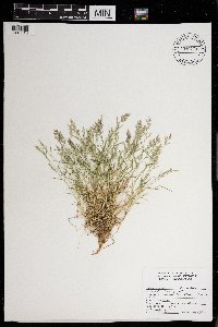 Eragrostis hypnoides image