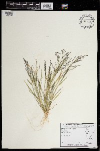 Eragrostis pectinacea image