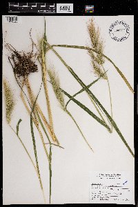 Echinochloa walteri image