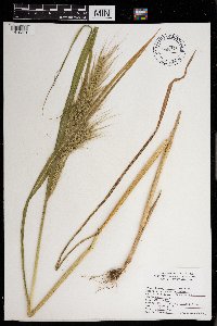 Echinochloa walteri image