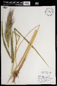 Echinochloa walteri image