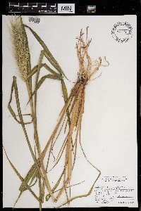 Echinochloa walteri image