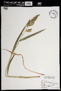 Echinochloa crus-galli image