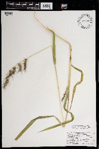 Echinochloa muricata image