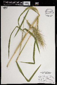 Echinochloa walteri image