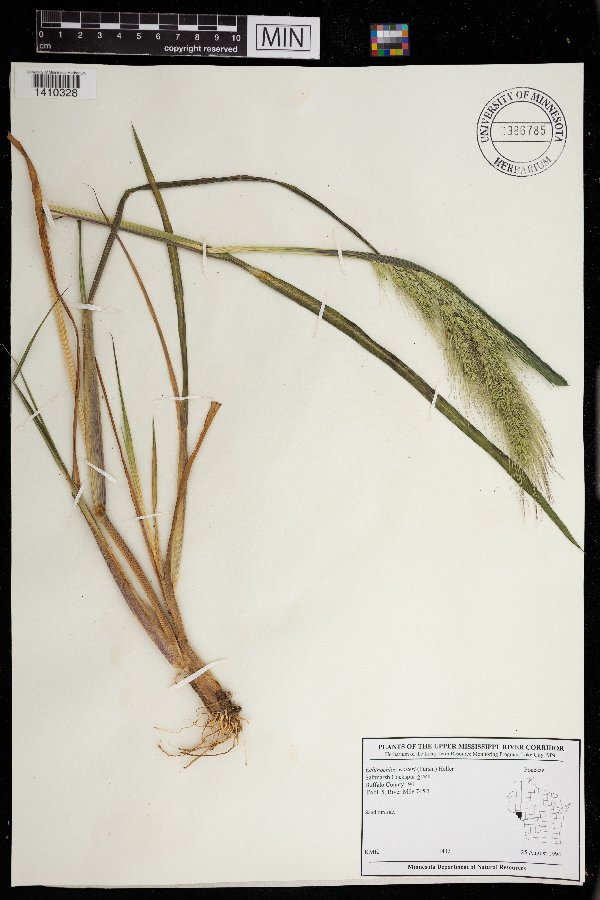 Echinochloa walteri image