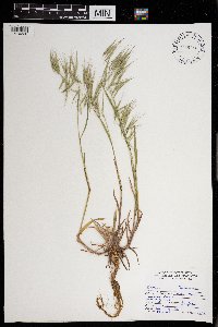 Bromus tectorum image