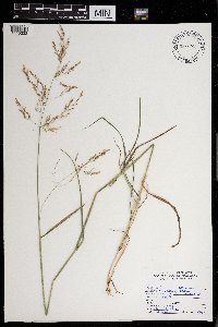 Agrostis perennans image