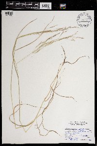 Agrostis perennans image