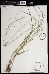 Agrostis stolonifera image